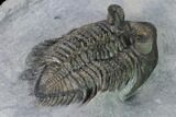 Tower-Eyed, Erbenochile Trilobite From Ou Driss - Top Quality! #170712-4